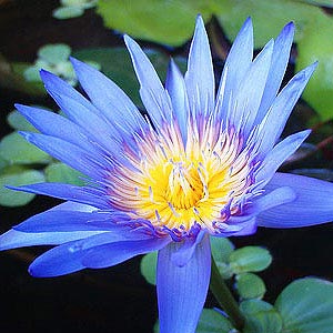 Blue Lotus Attar